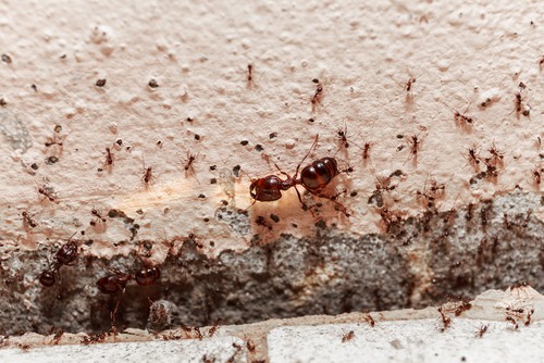 How To Prevent Having Ants In Your Home