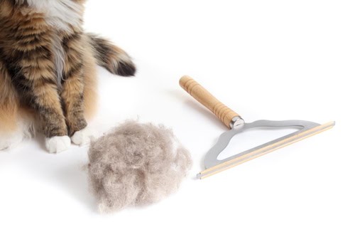 Dust as a Haven for Allergens and Pests
